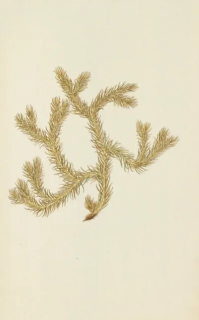 Selectarum Stirpium Americanarum Historia Pl 252