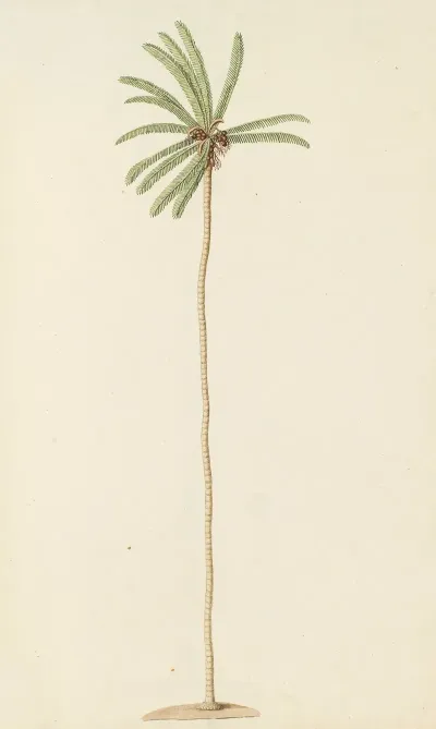 Selectarum Stirpium Americanarum Historia Pl 253