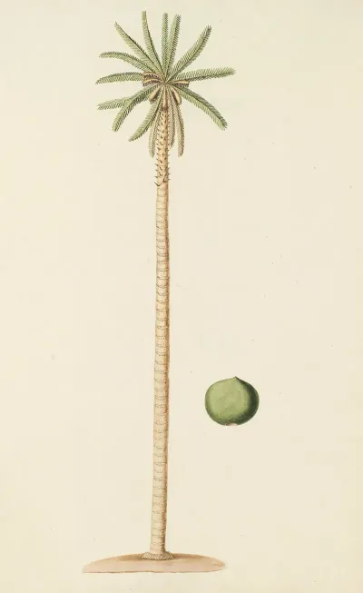 Selectarum Stirpium Americanarum Historia Pl 254