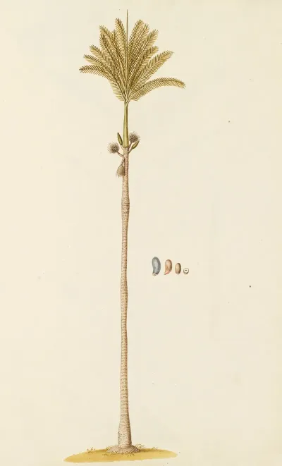 Selectarum Stirpium Americanarum Historia Pl 255