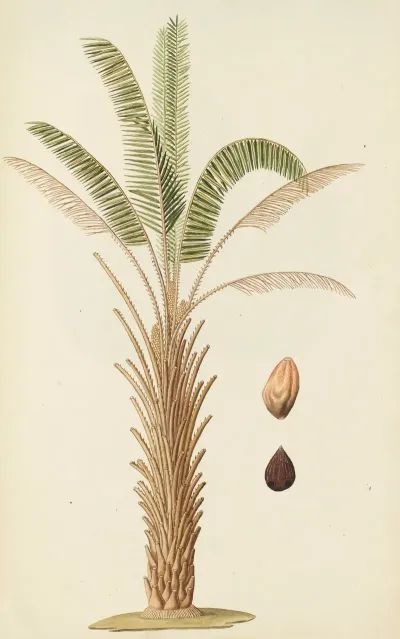 Selectarum Stirpium Americanarum Historia Pl 257