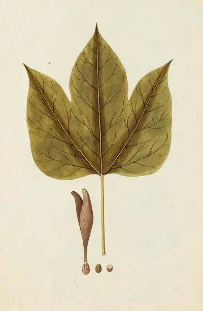 Selectarum Stirpium Americanarum Historia Pl 258