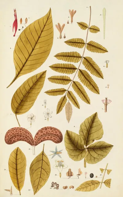 Selectarum Stirpium Americanarum Historia Pl 259