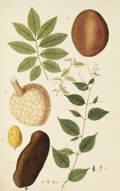 Selectarum Stirpium Americanarum Historia Pl 264