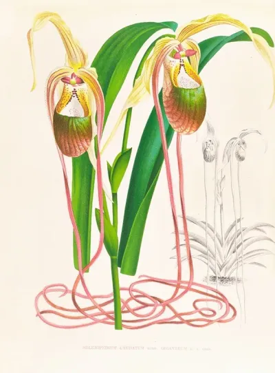 Selenipedium Caudatum