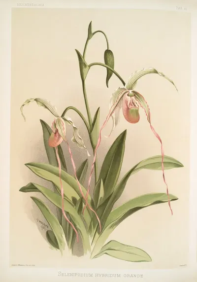 Selenipedium Hybridum Grande
