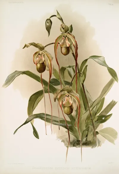 Selenipedium Hybridum Nitidissimum
