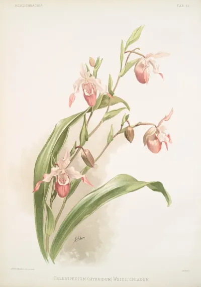 Selenipedium Hybridum Weidlichianum