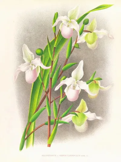 Selenipedium Sedeni Candidulum