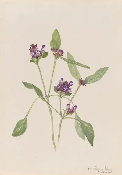 Self Heal Prunella Vulgaris