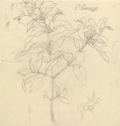 Semezza Ruttya Speciosa