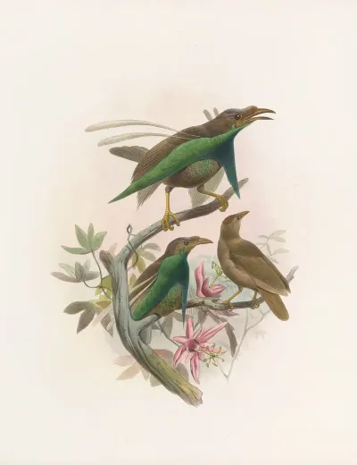Semioptera Wallacii