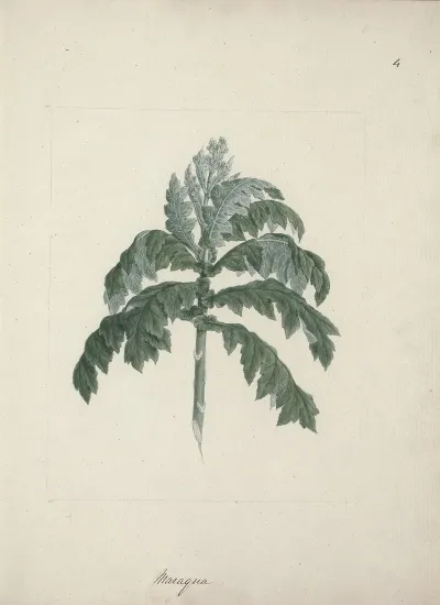 Senecio Gigas Vatke Tree Groundsel