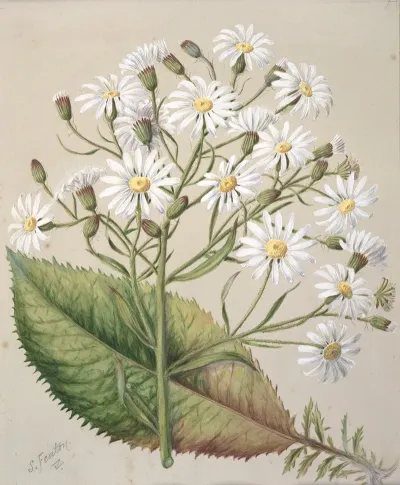 Senecio Hectori