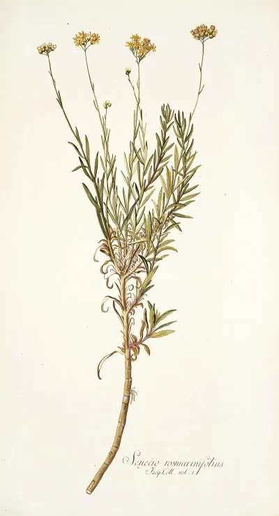 Senecio Rosmarinifolius