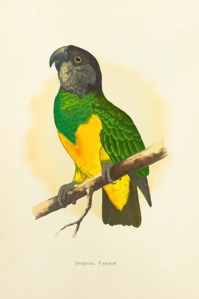 Senegal Parrot