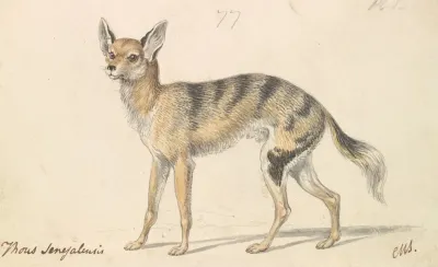 Senegalese Wolf Or Grey Jackal