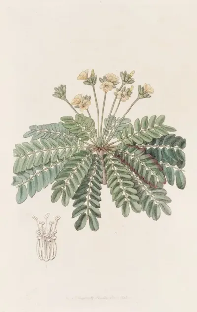 Sensitive Wood Sorrel
