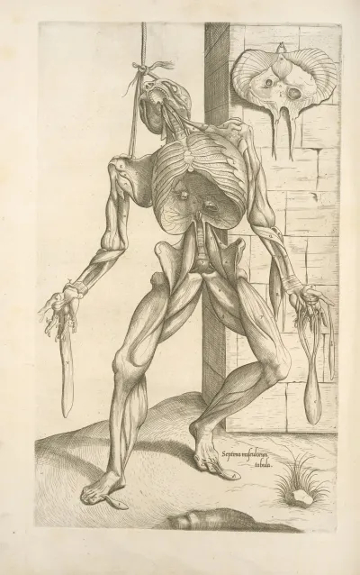 Septima Musculorum Tabula Gruesome Figure Hanging With A Noose Around Its Neck