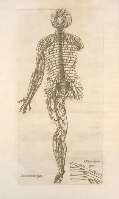 Septima Neruorum Figura Octaua Neruorum Figura