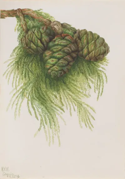 Sequoia Sequoia Gigantea