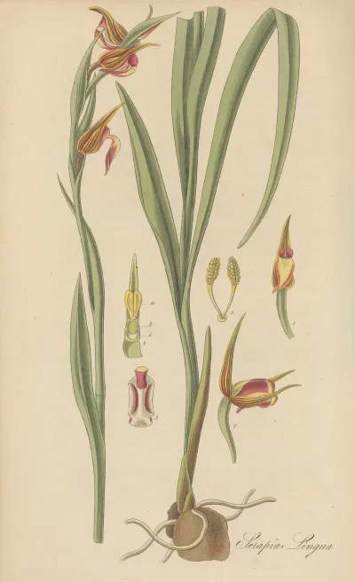 Serapias Lingua