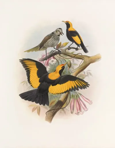 Sericulus Melinus