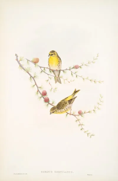 Serinus Hortulanus Serin Finch