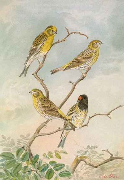 Serinus Serinus Serinus Pusillus