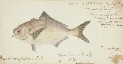 Seriolella Punctata Tas Silver Warehou