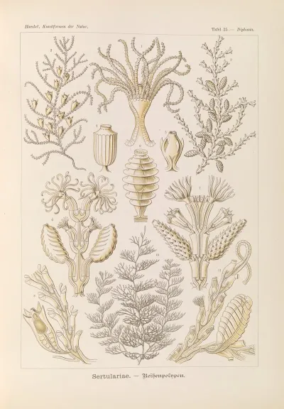 Sertulariae Reihenpolnpen
