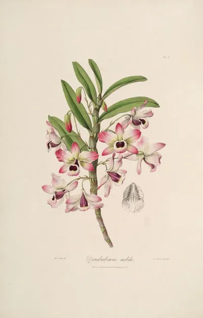Sertum Orchidaceum A Wreath Of The Most Beautiful Orchidaceous Flowers Pl 03