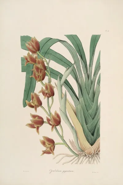 Sertum Orchidaceum A Wreath Of The Most Beautiful Orchidaceous Flowers Pl 04