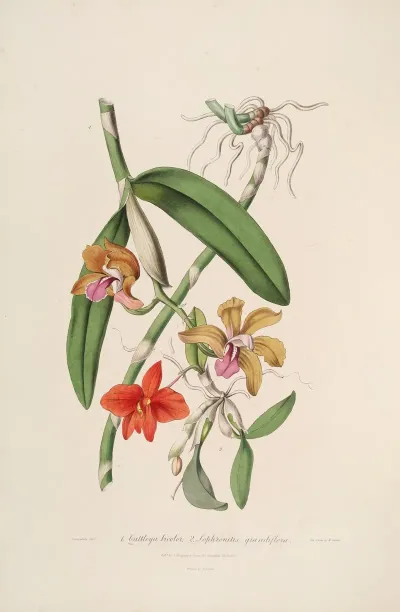 Sertum Orchidaceum A Wreath Of The Most Beautiful Orchidaceous Flowers Pl 05