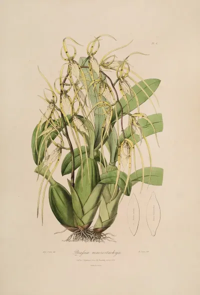 Sertum Orchidaceum A Wreath Of The Most Beautiful Orchidaceous Flowers Pl 06