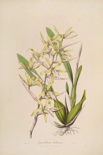 Sertum Orchidaceum A Wreath Of The Most Beautiful Orchidaceous Flowers Pl 07