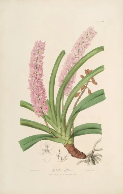 Sertum Orchidaceum A Wreath Of The Most Beautiful Orchidaceous Flowers Pl 15