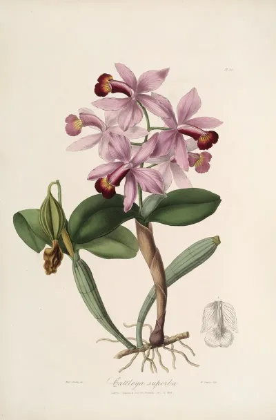 Sertum Orchidaceum A Wreath Of The Most Beautiful Orchidaceous Flowers Pl 22