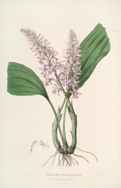 Sertum Orchidaceum A Wreath Of The Most Beautiful Orchidaceous Flowers Pl 24