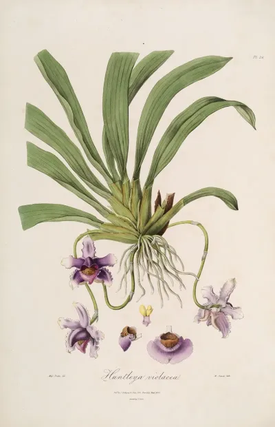 Sertum Orchidaceum A Wreath Of The Most Beautiful Orchidaceous Flowers Pl 26