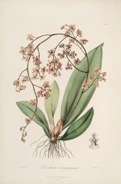 Sertum Orchidaceum A Wreath Of The Most Beautiful Orchidaceous Flowers Pl 27