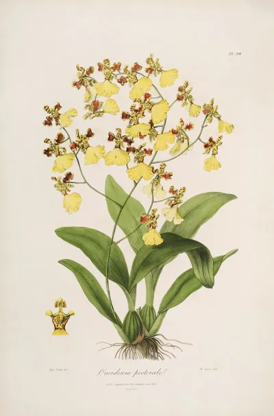 Sertum Orchidaceum A Wreath Of The Most Beautiful Orchidaceous Flowers Pl 39