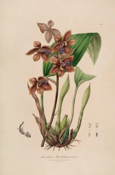 Sertum Orchidaceum A Wreath Of The Most Beautiful Orchidaceous Flowers Pl 43