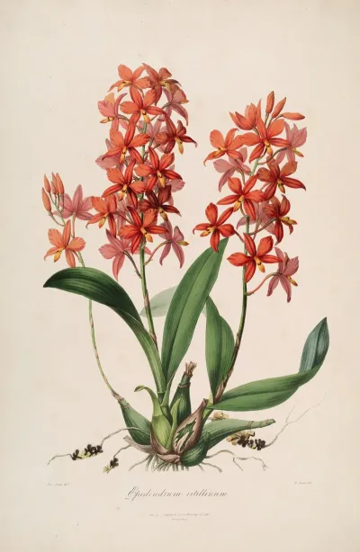 Sertum Orchidaceum A Wreath Of The Most Beautiful Orchidaceous Flowers Pl 45
