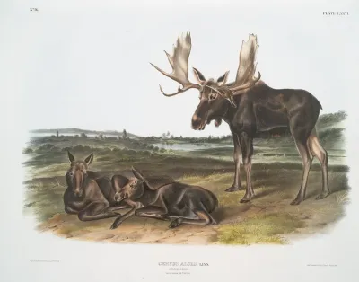 Servus Alces Moose Deer Old Male Young