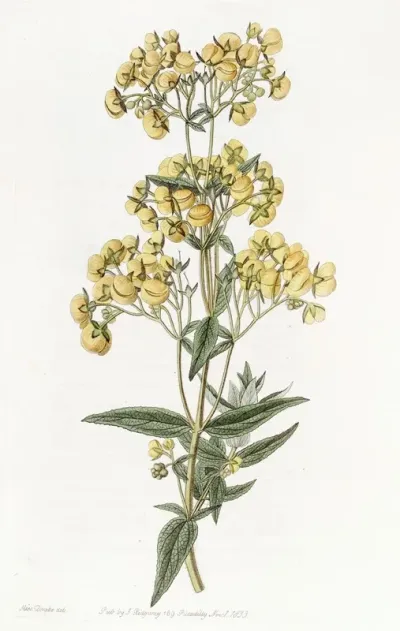 Sessile Leaved Calceolaria