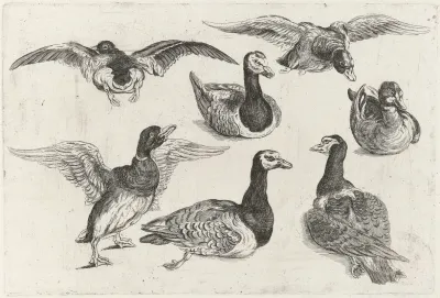 Seven Ducks