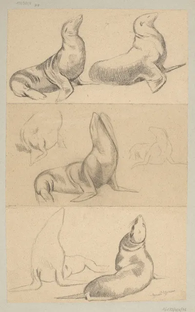 Seven Studies Of Seals