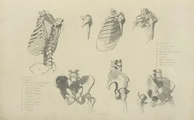 Seven Views Of Bones Of Ribcage And Pelvis