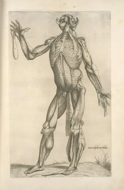 Sexta Musculorum Tabula